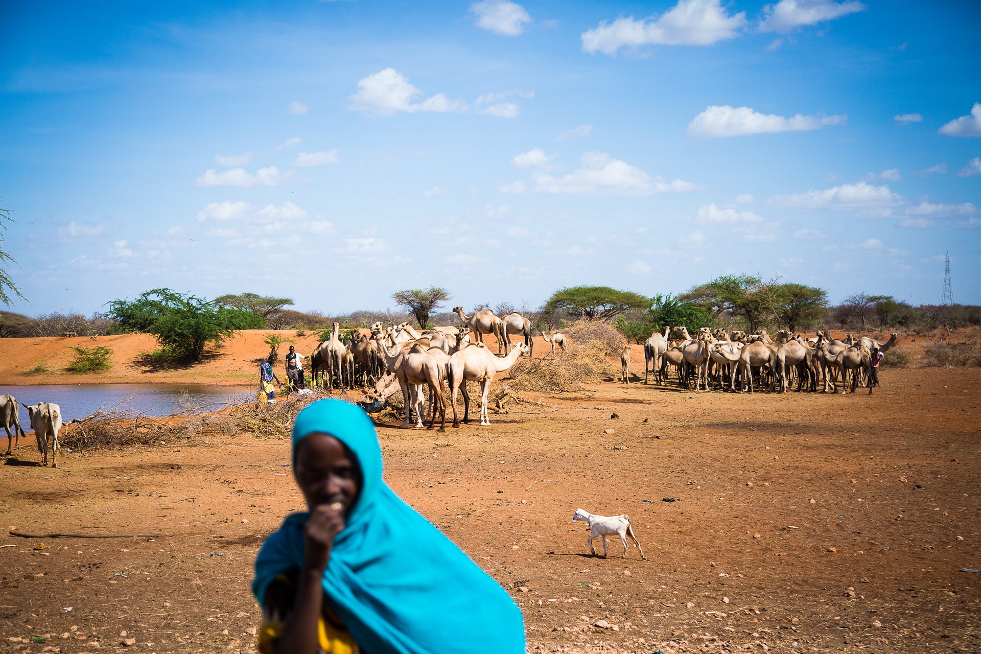 Somali girl with camels